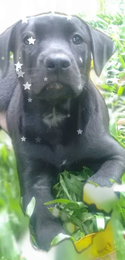 Adorable black puppy on green grass with star overlay.