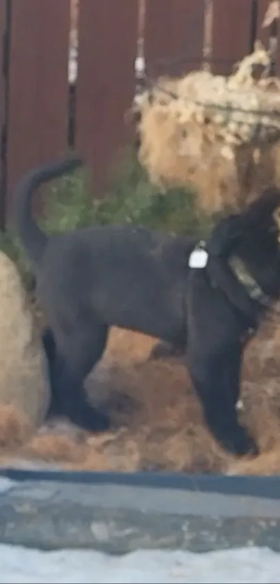 Black puppy exploring a garden with autumn colors.