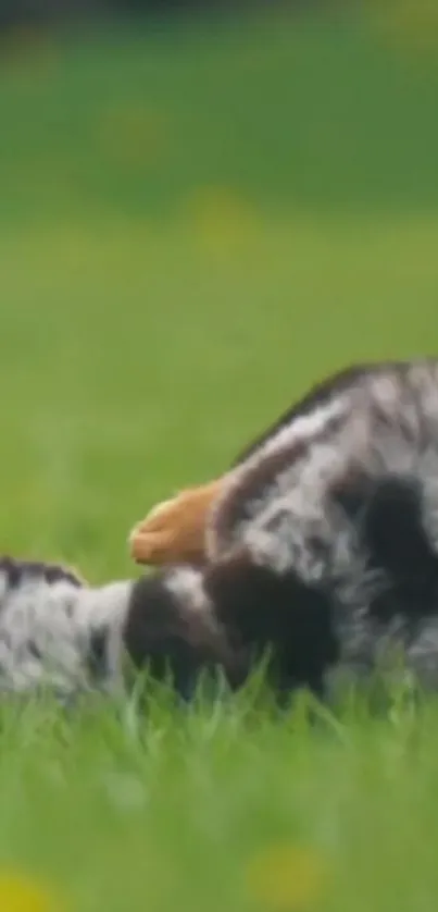 Adorable puppy rolling in bright green grass.