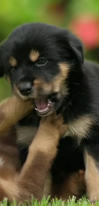 Playful black and tan puppy on grass.