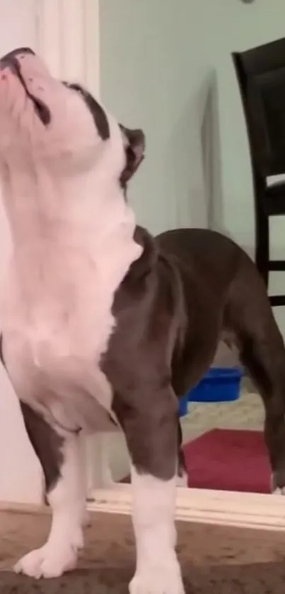 Adorable puppy standing in cozy home setting by the door, looking upwards.