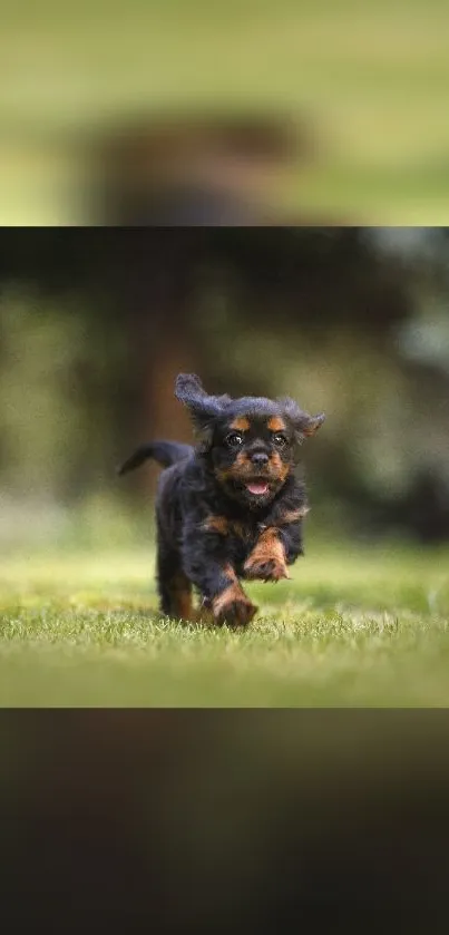 Puppy running joyfully in a green field.