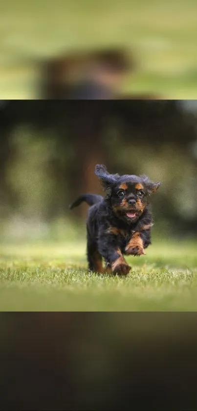 Playful puppy running on lush green grass.