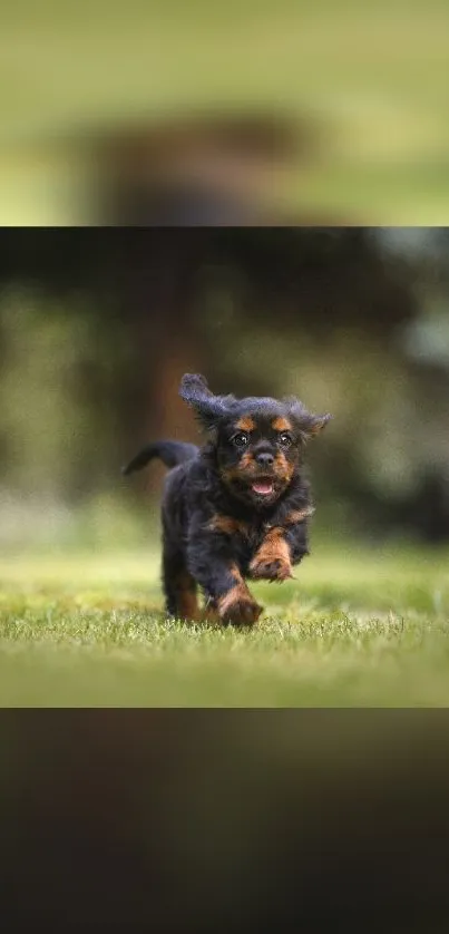 Energetic puppy running in lush green field.