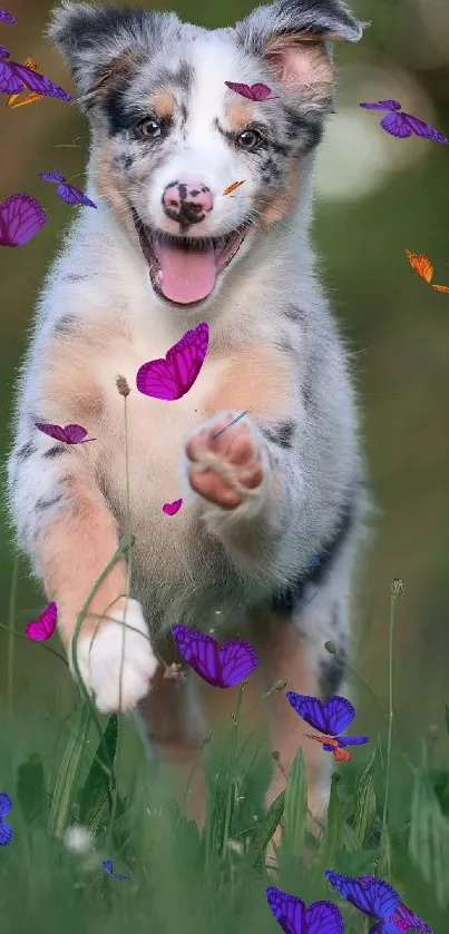 Playful Australian Shepherd puppy running in a lush green meadow.