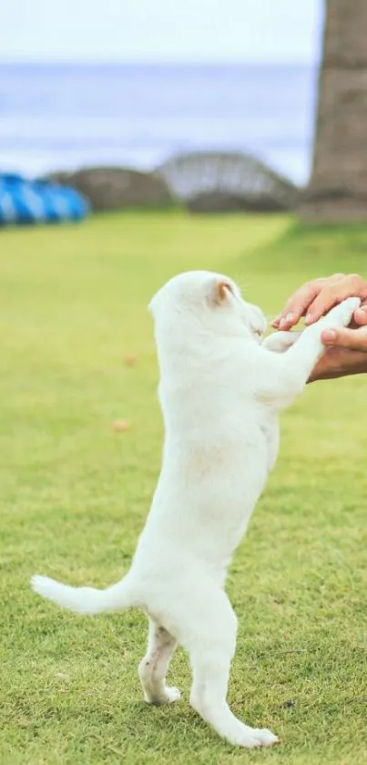 Playful white puppy standing on green grass.