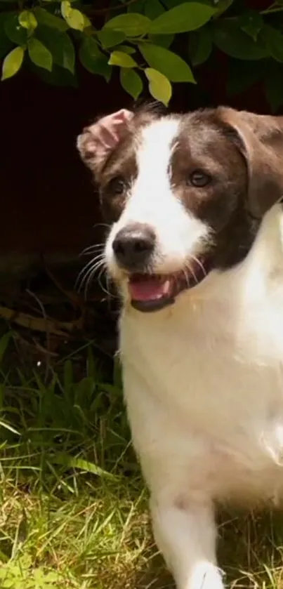 Playful puppy enjoying the green yard in sunshine.