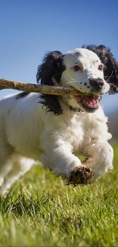 Playful puppy running in grassy field with stick