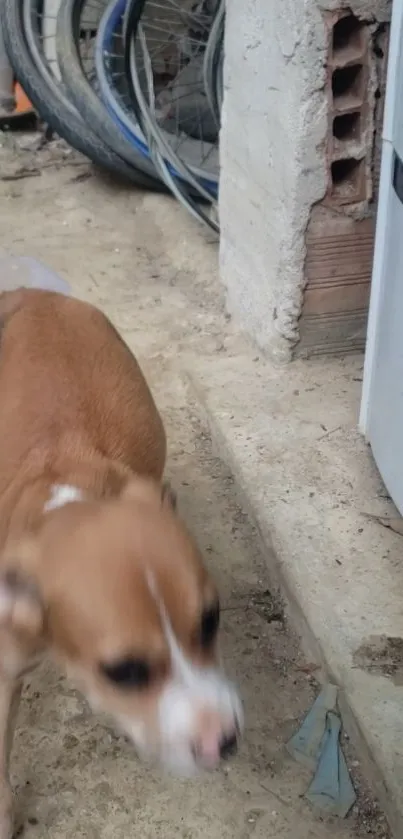 Cute brown puppy in motion on sidewalk.