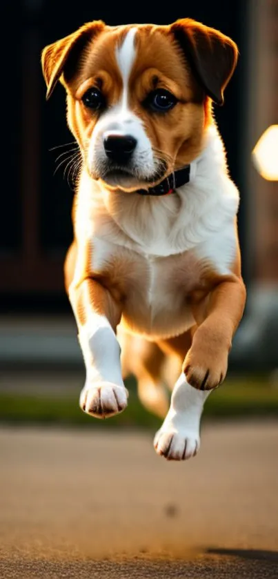 Adorable puppy mid-jump with glowing background.