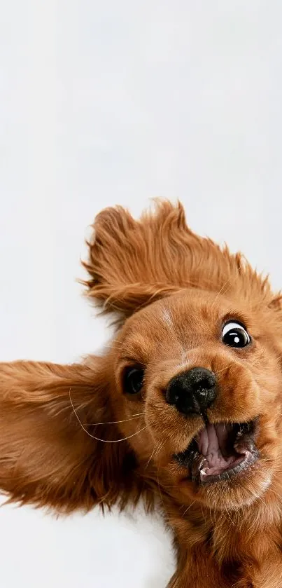 Playful puppy with floppy ears on white background.