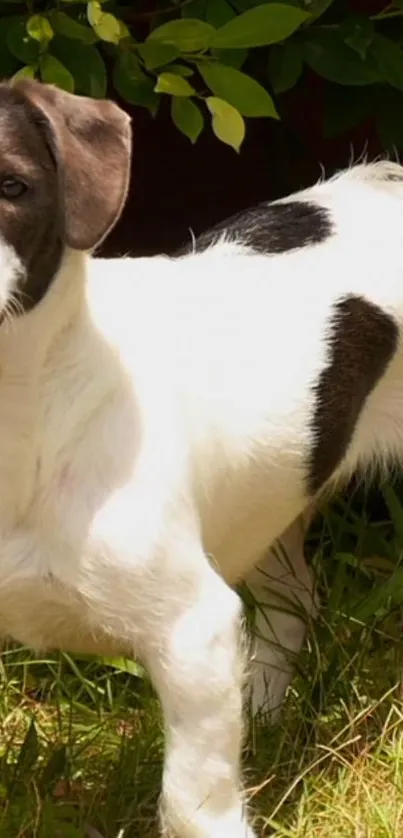 Cute black and white puppy playing in the grass.