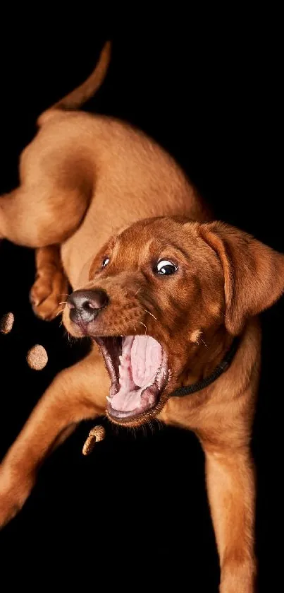Brown puppy energetically jumping on a black background.