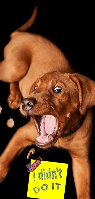 Energetic brown puppy on a black background with playful expression.