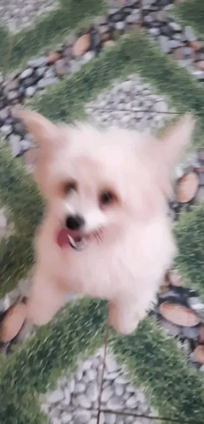 Cute fluffy puppy on a green path with rocks.