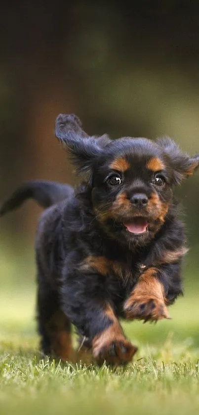 Adorable puppy running on green grass with blurred natural background.