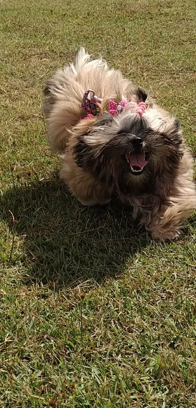 Adorable fluffy puppy running on green grass, full of joy.