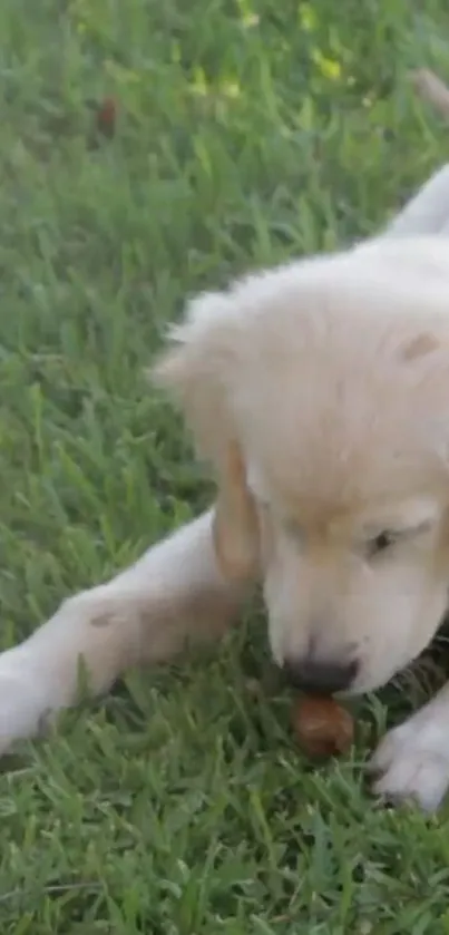 A cute puppy playing on vibrant green grass.