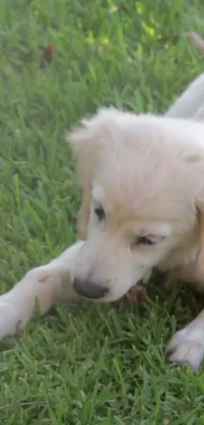 Playful golden retriever puppy lying on green grass.