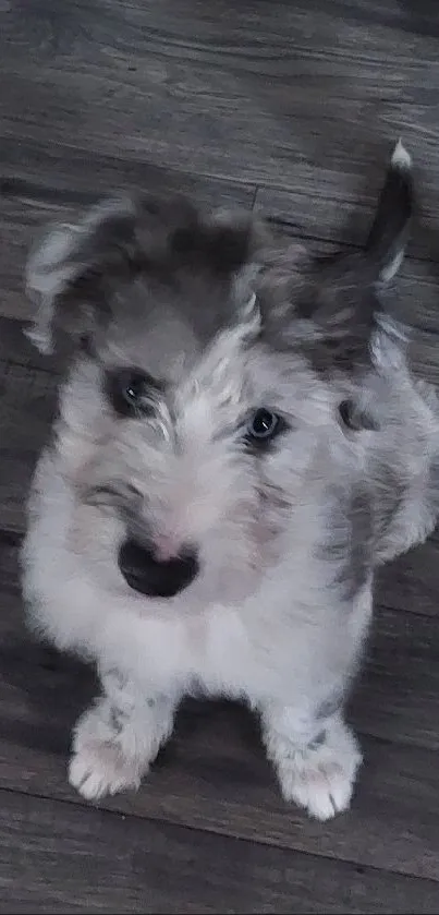 Adorable puppy sitting on dark wood floor with another dog nearby.