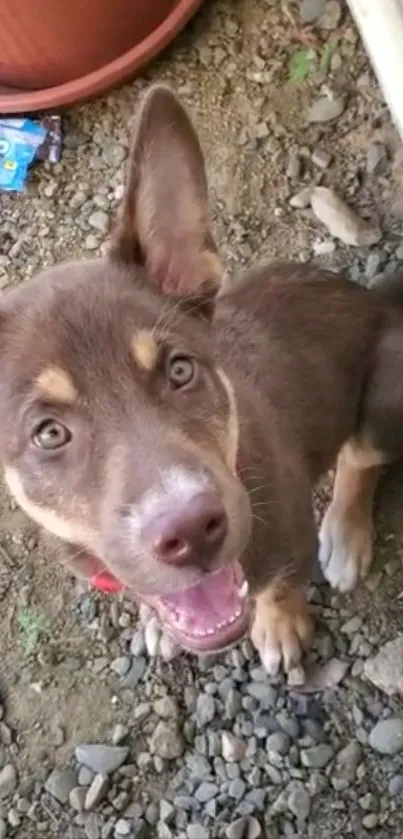 Cute brown puppy smiling outdoors on rocky ground.