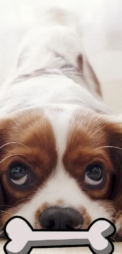 Adorable puppy with cartoon bone on beige carpet.