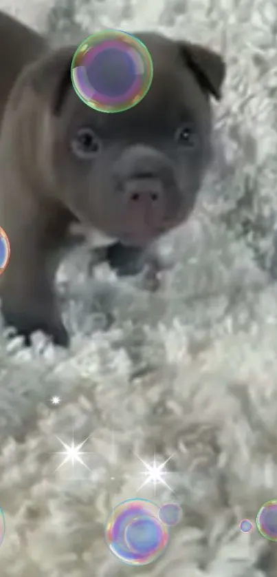 Adorable puppy on textured carpet with bubbles.