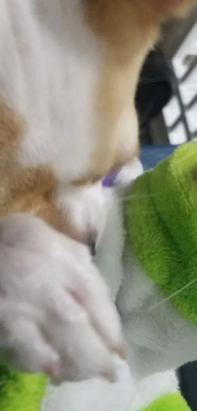 Adorable puppy playing with a green toy.