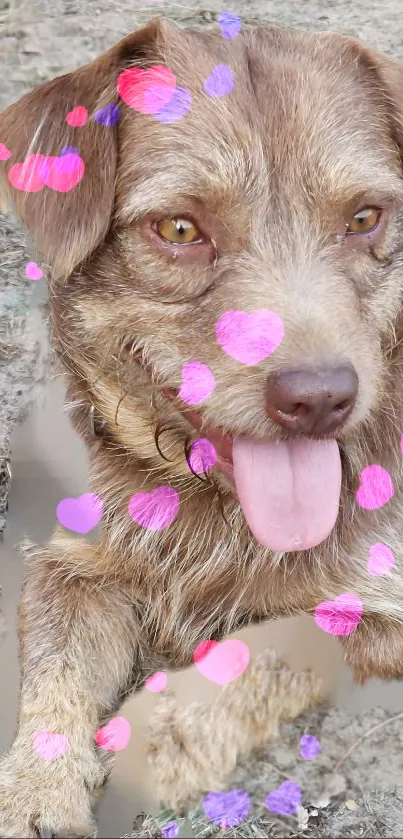 Adorable puppy with pink hearts on a brown background.