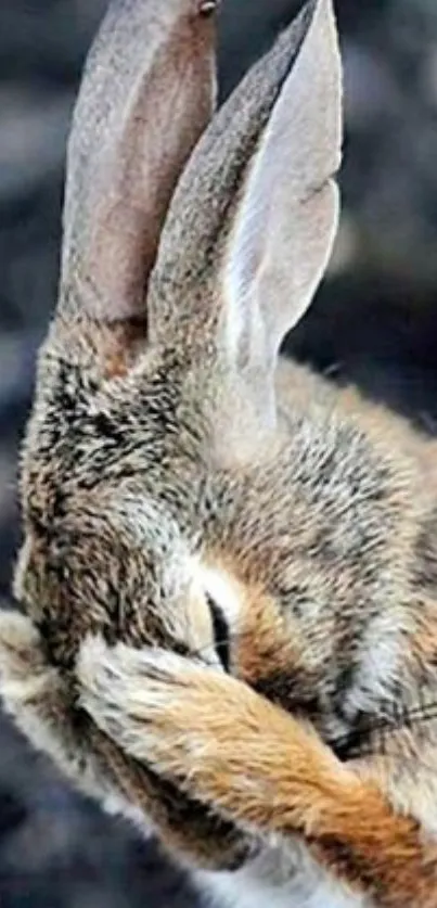 A cute rabbit covering its face, displaying playful behavior.