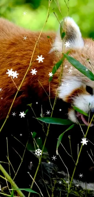 Cute red panda with bamboo and snowflakes on a vibrant green background.