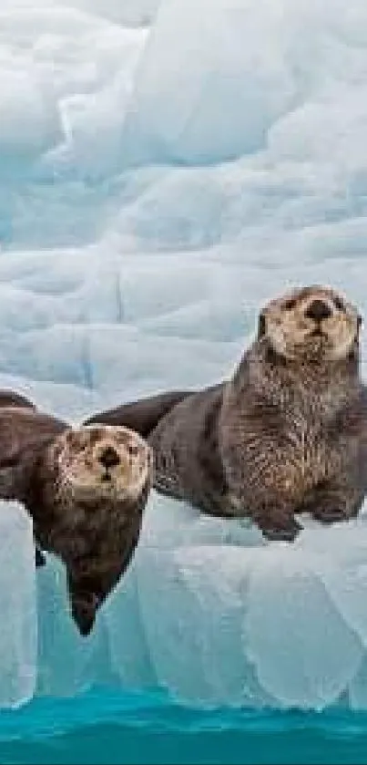 Sea otters lounging on icy landscape with blue hues.