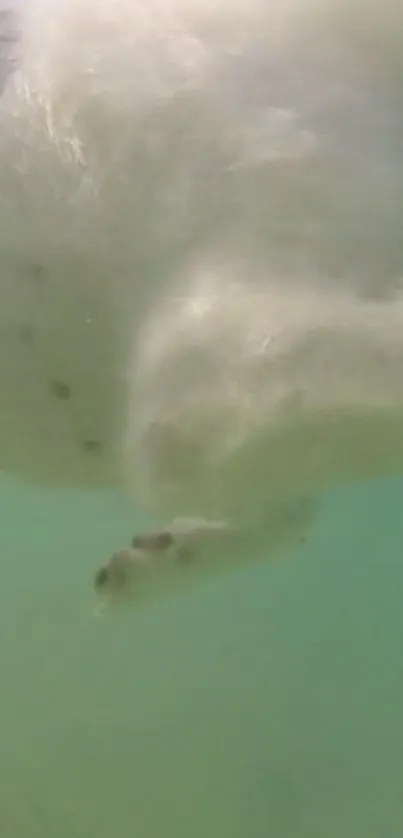 Seal swimming gracefully underwater in turquoise green waters.