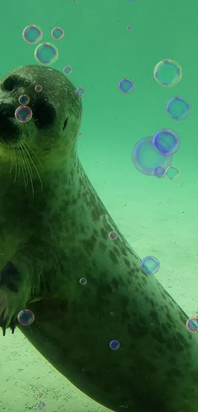 A playful seal swims gracefully underwater in the aqua ocean.