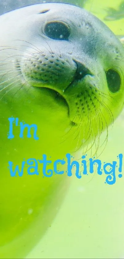 Playful seal underwater with text 'I'm watching!' in blue letters.