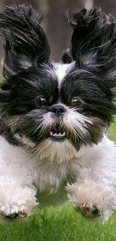 Playful Shih Tzu puppy running on grass.