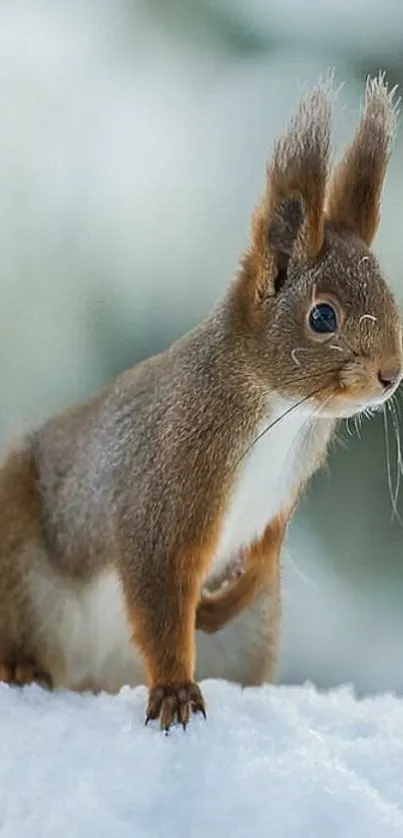 Squirrel on snowy ground with blurred background in a winter scene.