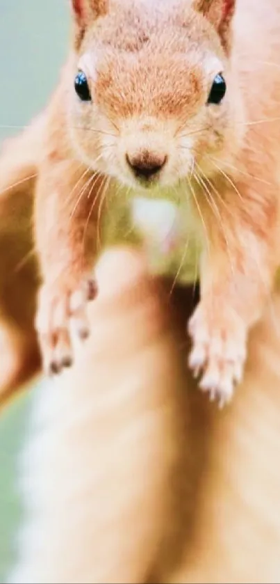 Leaping squirrel with soft brown fur in a dynamic wildlife wallpaper.