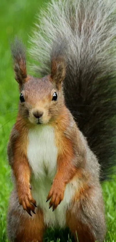 Squirrel standing on lush green grass, alert and playful.