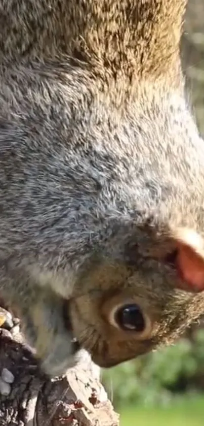 Playful squirrel hanging from a tree in a nature setting.