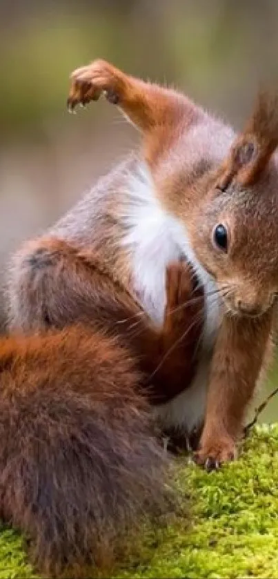 Playful squirrel on moss, surrounded by forest greenery, mobile wallpaper.