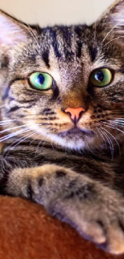 Close-up of a tabby cat with green eyes and a content expression.