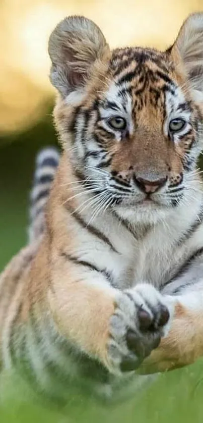 Playful tiger cub in a grassy field.