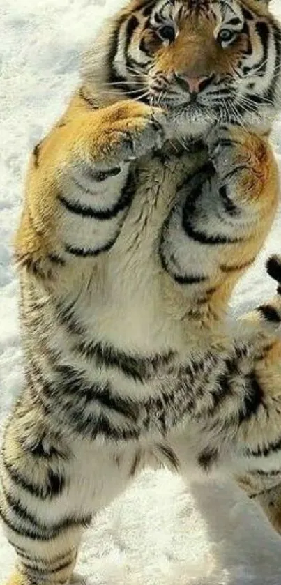 Playful tiger standing on hind legs in the snow.