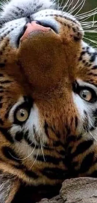 Upside-down tiger with 'Buenos Días' text.