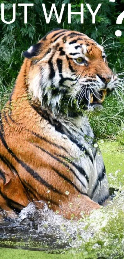 Two tigers playfully splashing in green water with jungle backdrop.