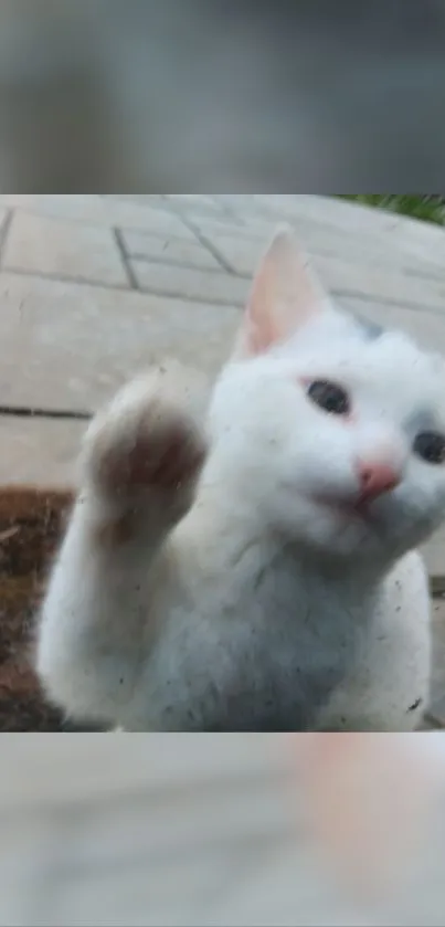 Cute white cat pressing paw against glass window.