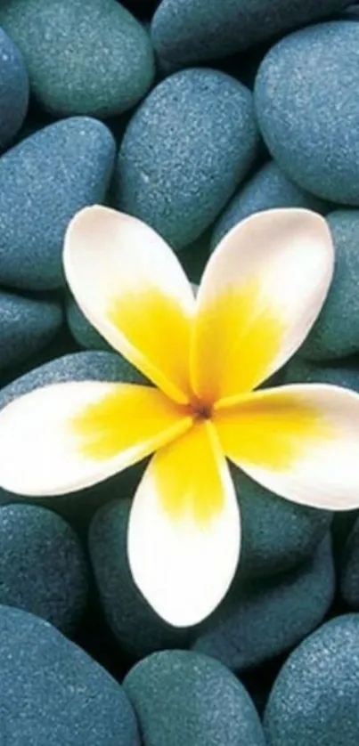 Plumeria flower on blue stones mobile wallpaper.