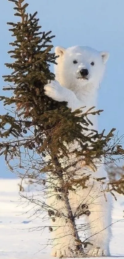 Polar bear playfully holds a snowy pine in winter scene.