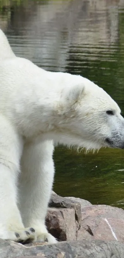 Polar bear standing on rocks by tranquil water.